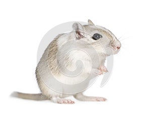 Gerbil