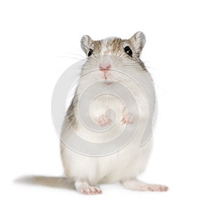 Gerbil photo