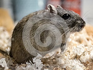 A Gerbil