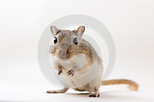 Gerbil - cute pet