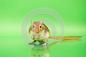 Gerbil - cute pet