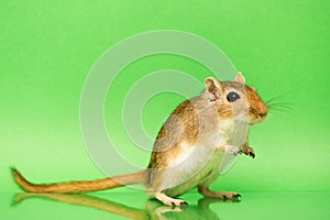 Gerbil - cute pet