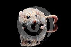 Gerbil fat tail on isolated background