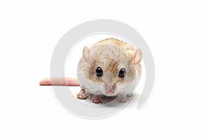 Gerbil fat tail on isolated background