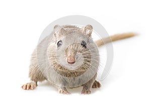 Gerbil photo