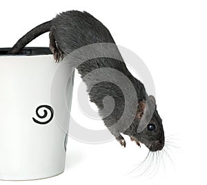 Gerbil jumping from a cup