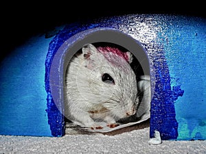 Gerbil looking out of pet house