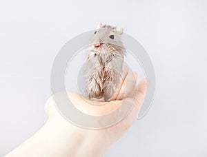 Gerbil mouse in human hand Meriones unguiculatus