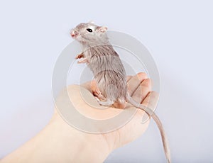 Gerbil mouse in human hand Meriones unguiculatus