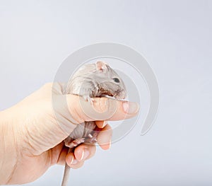 Gerbil mouse in human hand Meriones unguiculatus