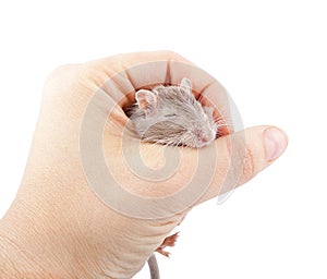 Gerbil mouse in human hand (Meriones unguiculatus)