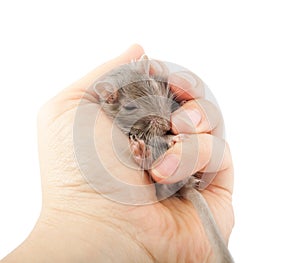 Gerbil mouse in human hand (Meriones unguiculatus)