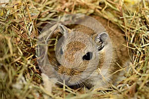 Gerbil in nest photo