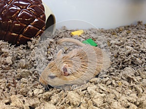 A Gerbillinae Lying Down in a Pet Strore in Manhattan.