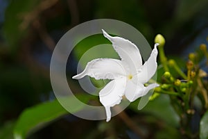 Gerdenia Crape Jasmine