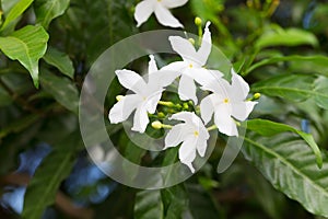 Gerdenia Crape Jasmine