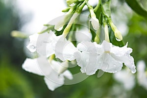Gerdenia crape jasmine
