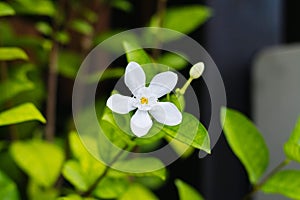 Gerdenia Crape Jasmine flower, white flower.