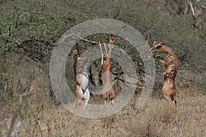 Gerenuk