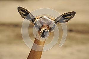 Gerenuk