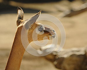 Gerenuk