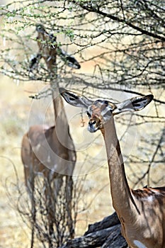 Gerenuk