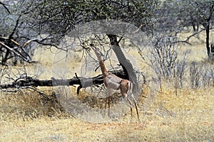 Gerenuk