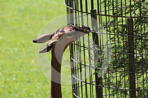 Gerenuk