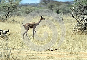 Gerenuk in the African savannah
