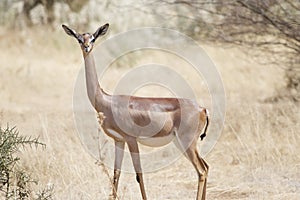 A Gerenuk in Amboseli National Park in Kenya