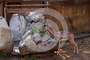 Gerenuk antelope, Litocranius walleri