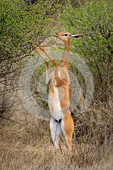 Gerenuk eats from bush on hind legs