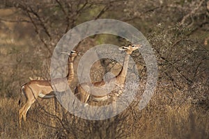 Gerenuk