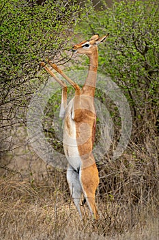 Gerenuk feeds from bush on hind legs