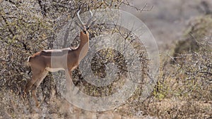 Gerenuk in Field