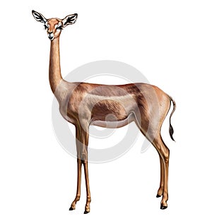 Gerenuk, giraffe gazelle Litocranius walleri