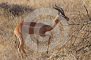 Gerenuk giraffe-necked antelope, Kenya