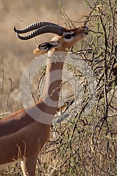 Gerenuk giraffe-necked antelope, Kenya