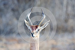 Gerenuk (Litocranius walleri)