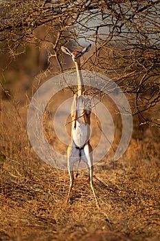 Gerenuk - Litocranius walleri also giraffe gazelle, long-necked antelope in Africa, long slender neck and limbs, standing on hind