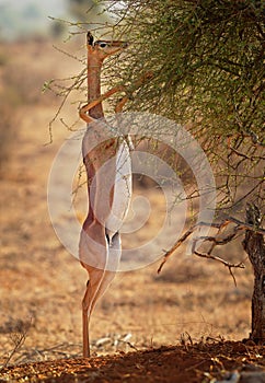 Gerenuk - Litocranius walleri also giraffe gazelle, long-necked antelope in Africa, long slender neck and limbs, standing on hind