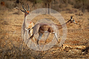 Gerenuk - Litocranius walleri also giraffe gazelle, long-necked antelope in Africa, long slender neck and limbs, standing on hind
