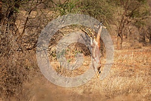 Gerenuk - Litocranius walleri also giraffe gazelle, long-necked antelope in Africa, long slender neck and limbs, standing on hind