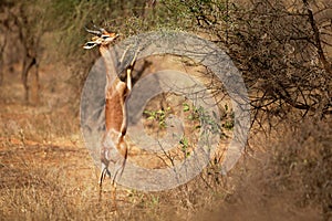 Gerenuk - Litocranius walleri also giraffe gazelle, long-necked antelope in Africa, long slender neck and limbs, standing on hind