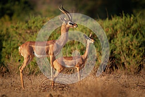 Gerenuk - Litocranius walleri also giraffe gazelle, long-necked antelope in Africa, long slender neck and limbs, standing on hind