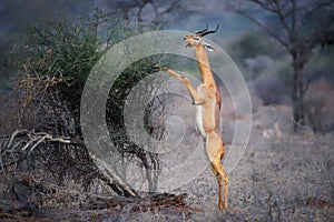 Gerenuk - Litocranius walleri also giraffe gazelle, long-necked antelope in Africa, long slender neck and limbs, standing on hind