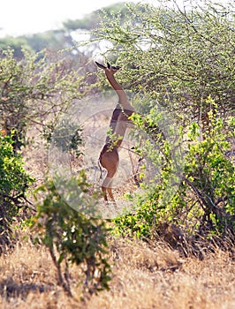 Gerenuk (Litocranius walleri) feeding