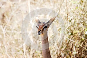 Gerenuk (Litocranius walleri) female