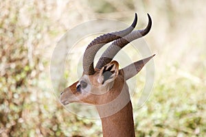 Gerenuk (Litocranius walleri) male