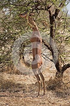 Gerenuk